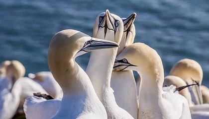 米神这球漂亮！米特里策左侧任意球直接破门，技惊四座梅开二度