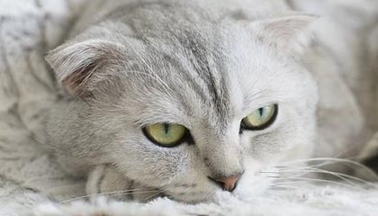 山东男篮社媒分享为陈林坚庆生视频：首秀叠加生日，buff拉满